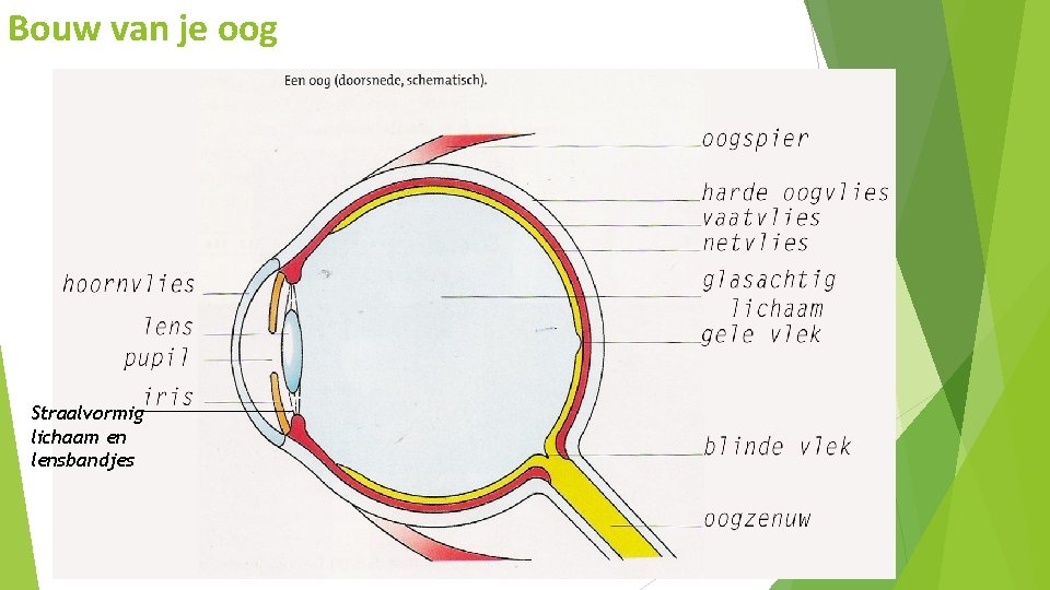 Bouw van je oog Straalvormig lichaam en lensbandjes 