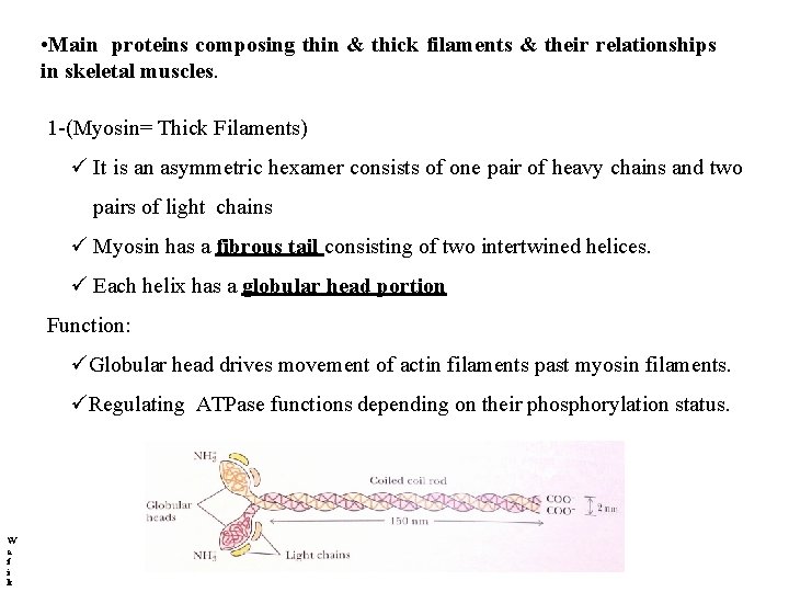  • Main proteins composing thin & thick filaments & their relationships in skeletal
