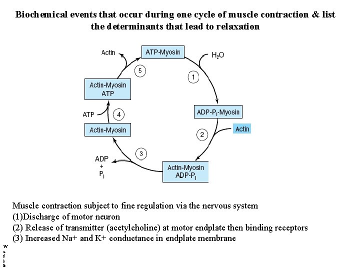 Biochemical events that occur during one cycle of muscle contraction & list the determinants