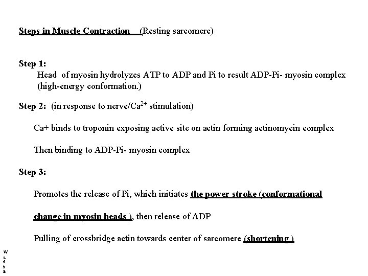 Steps in Muscle Contraction (Resting sarcomere) Step 1: Head of myosin hydrolyzes ATP to