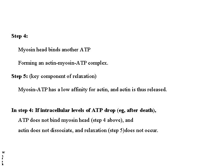 Step 4: Myosin head binds another ATP Forming an actin-myosin-ATP complex. Step 5: (key