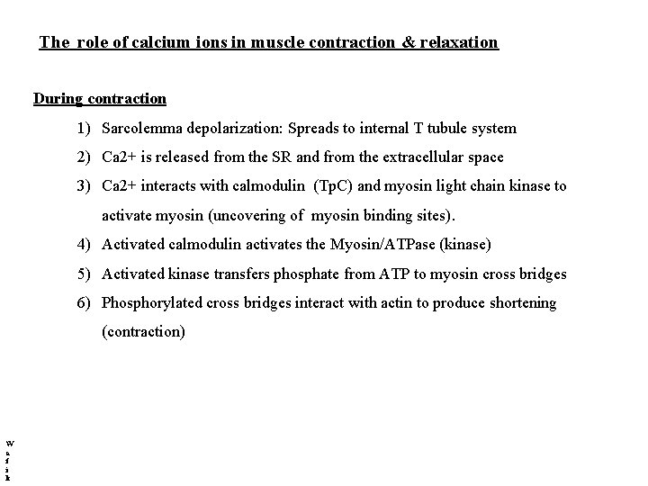 The role of calcium ions in muscle contraction & relaxation During contraction 1) Sarcolemma