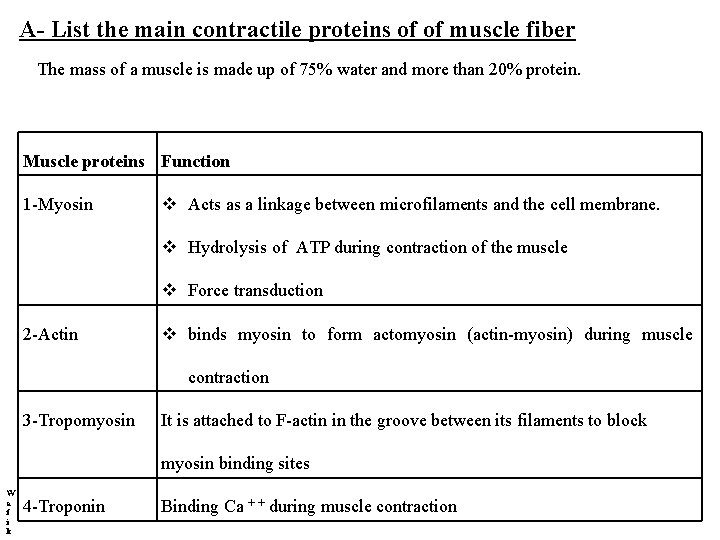 A- List the main contractile proteins of of muscle fiber The mass of a