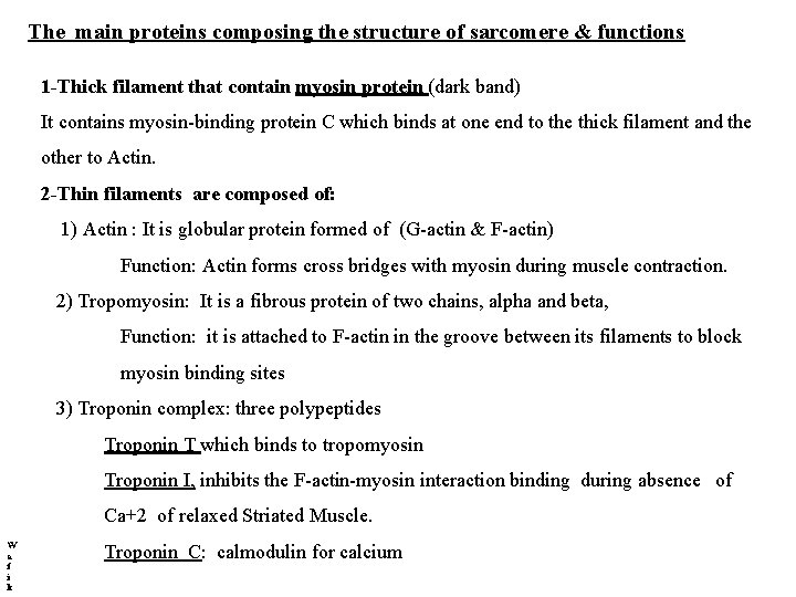 The main proteins composing the structure of sarcomere & functions 1 -Thick filament that