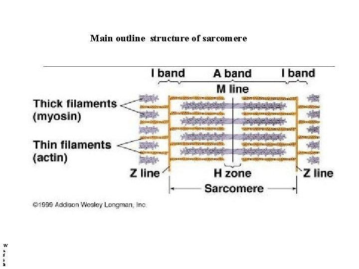 Main outline structure of sarcomere W a f i k 