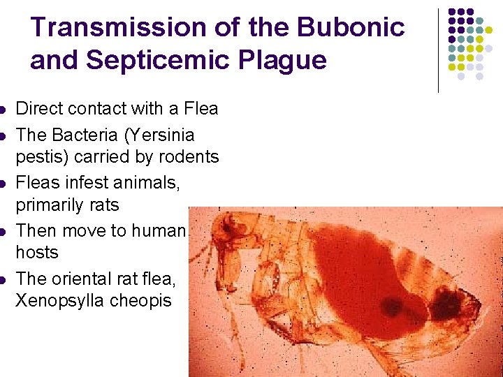 l l l Transmission of the Bubonic and Septicemic Plague Direct contact with a