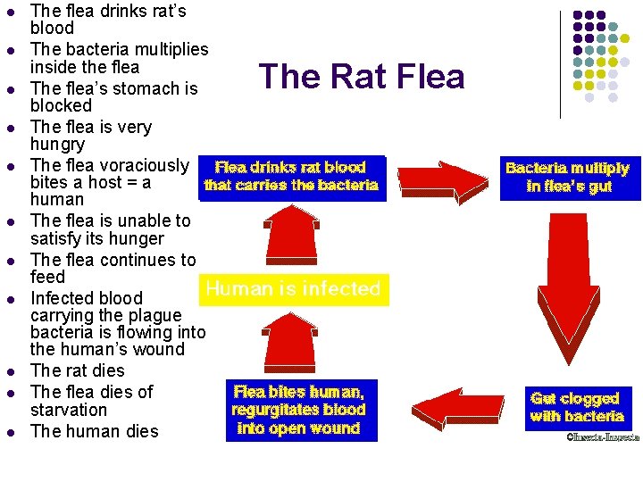 l l l The flea drinks rat’s blood The bacteria multiplies inside the flea
