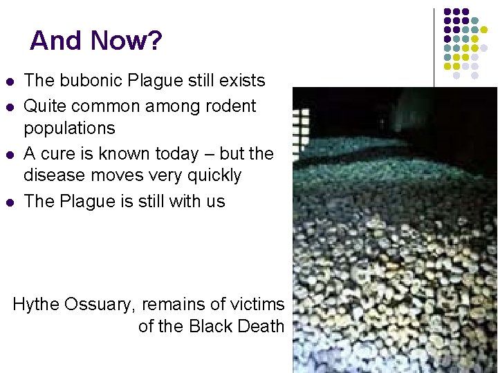 And Now? l l The bubonic Plague still exists Quite common among rodent populations
