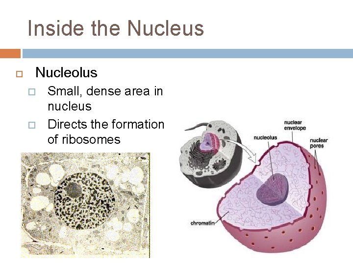 Inside the Nucleus Nucleolus Small, dense area in nucleus Directs the formation of ribosomes