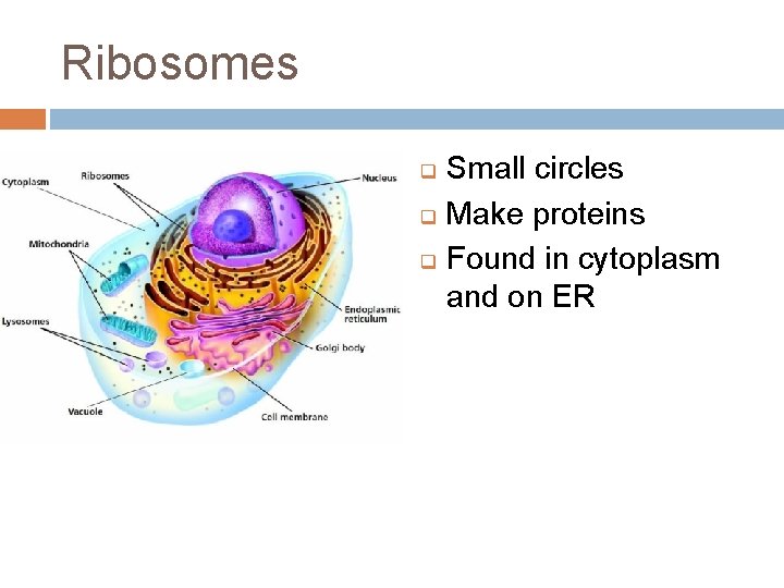Ribosomes q q q Small circles Make proteins Found in cytoplasm and on ER
