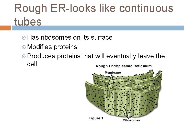 Rough ER-looks like continuous tubes Has ribosomes on its surface Modifies proteins Produces proteins
