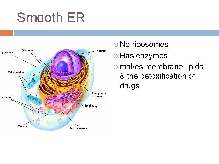 Smooth ER No ribosomes Has enzymes makes membrane lipids & the detoxification of drugs