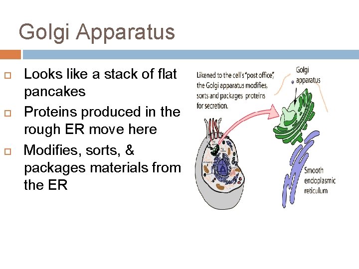Golgi Apparatus Looks like a stack of flat pancakes Proteins produced in the rough