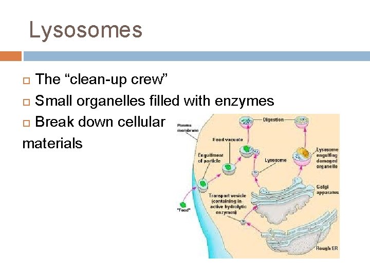 Lysosomes The “clean-up crew” Small organelles filled with enzymes Break down cellular materials 