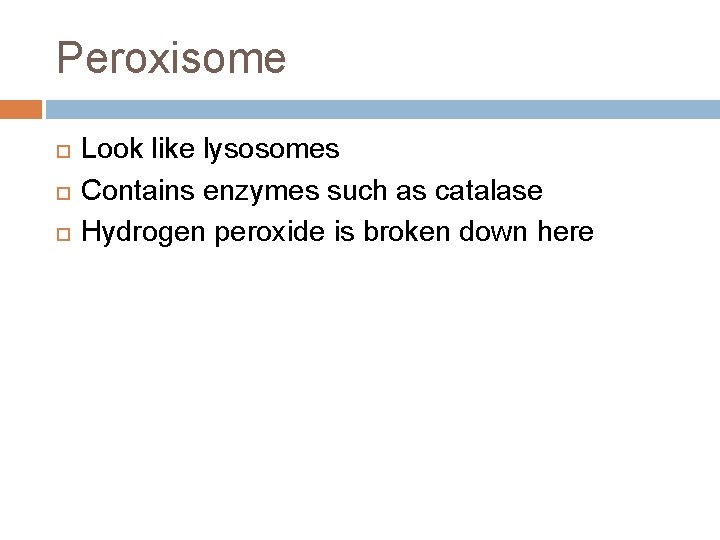 Peroxisome Look like lysosomes Contains enzymes such as catalase Hydrogen peroxide is broken down