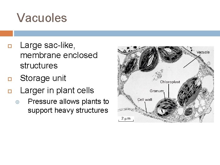 Vacuoles Large sac-like, membrane enclosed structures Storage unit Larger in plant cells Pressure allows