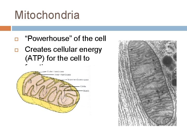 Mitochondria “Powerhouse” of the cell Creates cellular energy (ATP) for the cell to function