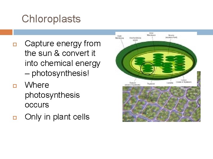 Chloroplasts Capture energy from the sun & convert it into chemical energy – photosynthesis!