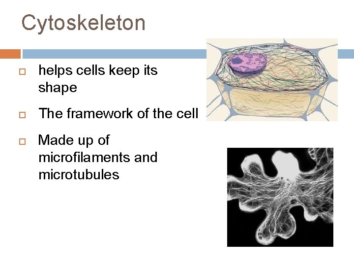 Cytoskeleton helps cells keep its shape The framework of the cell Made up of