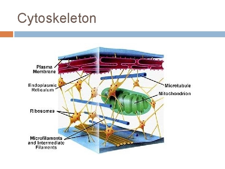 Cytoskeleton 