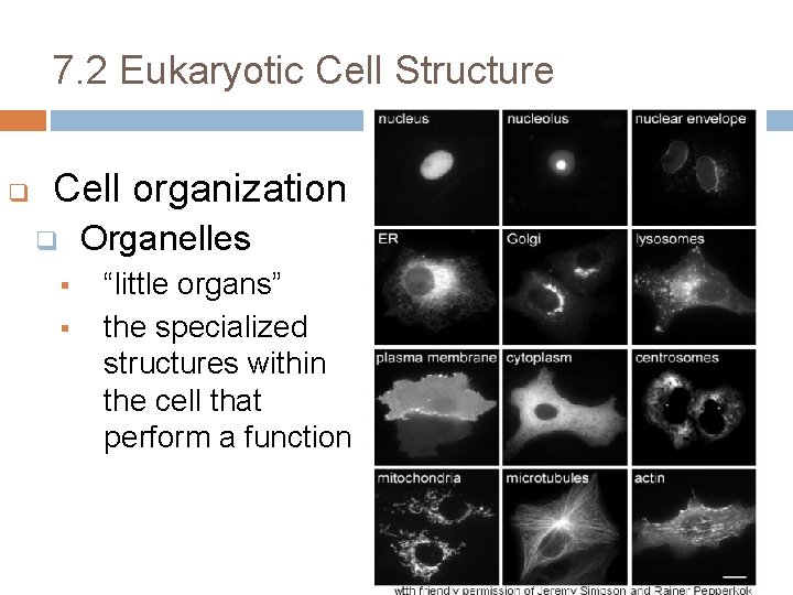 7. 2 Eukaryotic Cell Structure q Cell organization Organelles q § § “little organs”