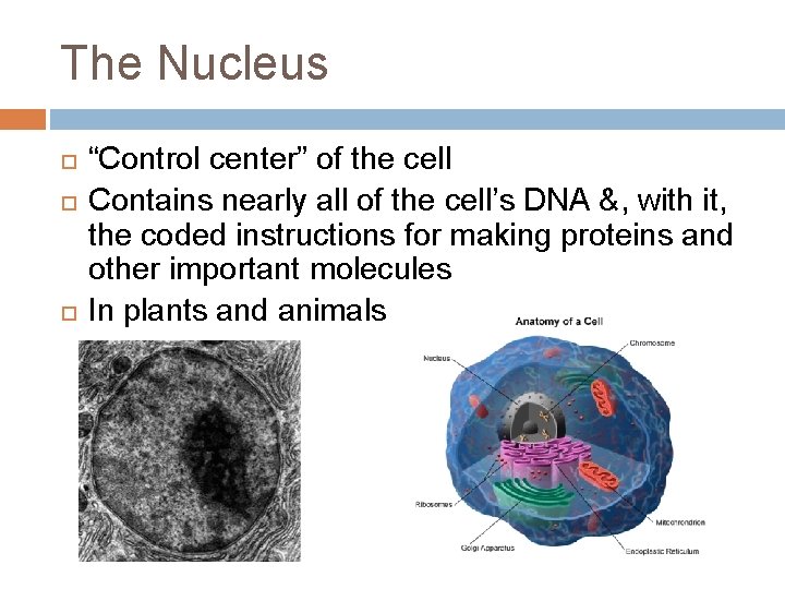 The Nucleus “Control center” of the cell Contains nearly all of the cell’s DNA