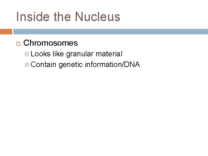 Inside the Nucleus Chromosomes Looks like granular material Contain genetic information/DNA 