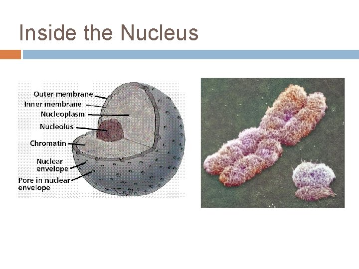 Inside the Nucleus 