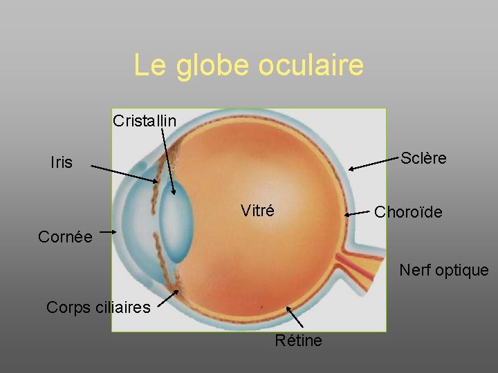 Le globe oculaire Cristallin Sclère Iris Vitré Choroïde Cornée Nerf optique Corps ciliaires Rétine