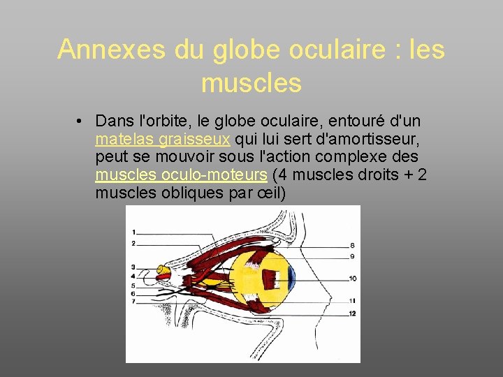 Annexes du globe oculaire : les muscles • Dans l'orbite, le globe oculaire, entouré