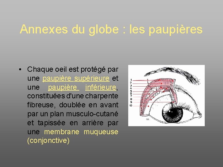 Annexes du globe : les paupières • Chaque oeil est protégé par une paupière