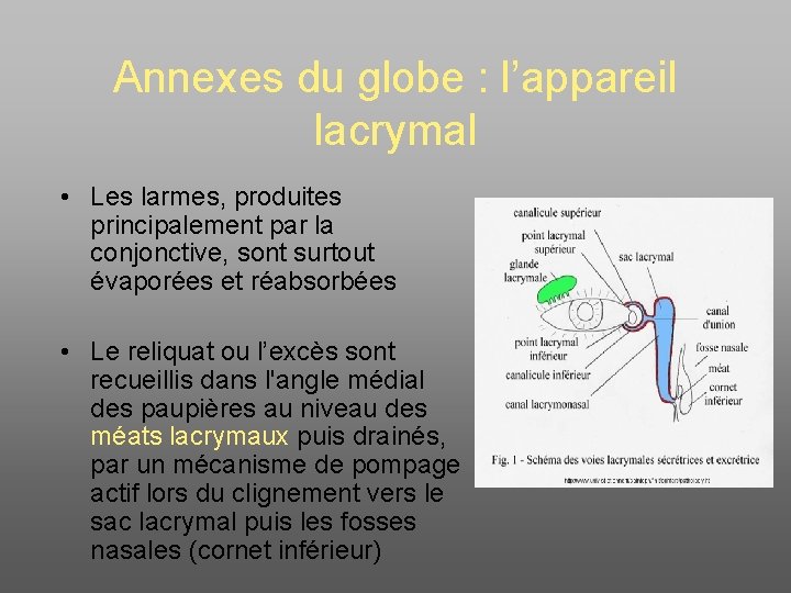 Annexes du globe : l’appareil lacrymal • Les larmes, produites principalement par la conjonctive,