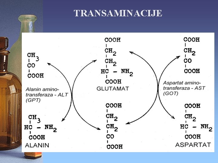 TRANSAMINACIJE 
