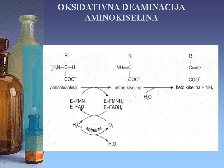 OKSIDATIVNA DEAMINACIJA AMINOKISELINA 