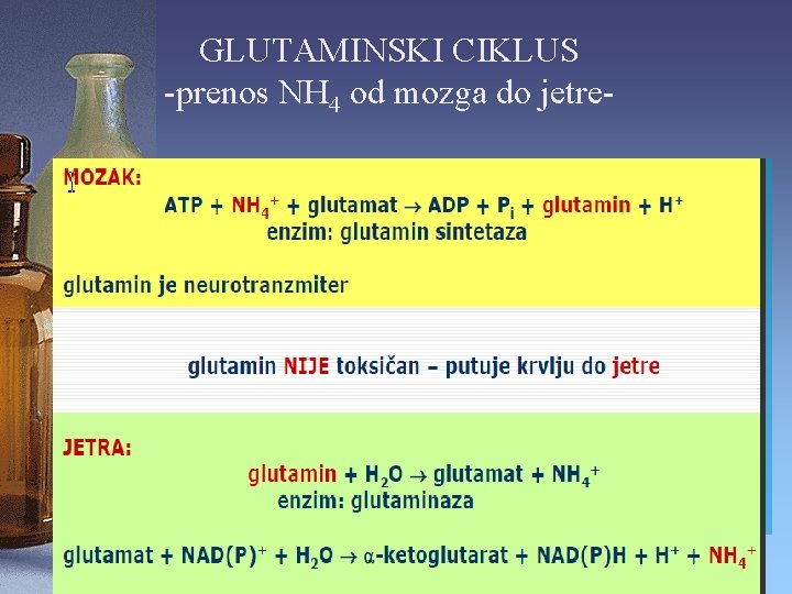 GLUTAMINSKI CIKLUS -prenos NH 4 od mozga do jetre- 