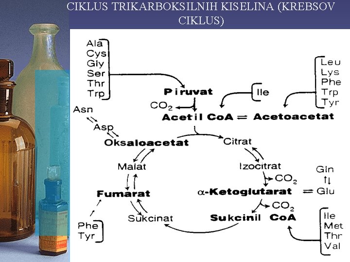 CIKLUS TRIKARBOKSILNIH KISELINA (KREBSOV CIKLUS) 