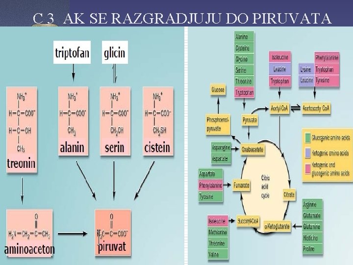 C 3 AK SE RAZGRADJUJU DO PIRUVATA 