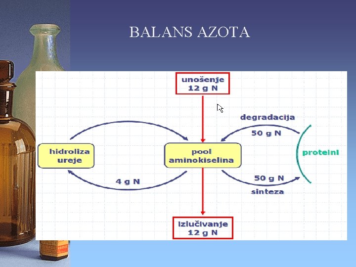 BALANS AZOTA 