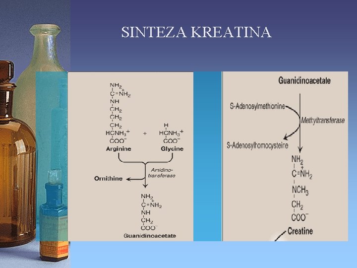 SINTEZA KREATINA 