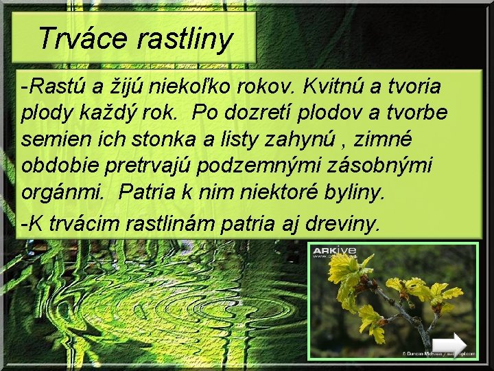 Trváce rastliny -Rastú a žijú niekoľko rokov. Kvitnú a tvoria plody každý rok. Po