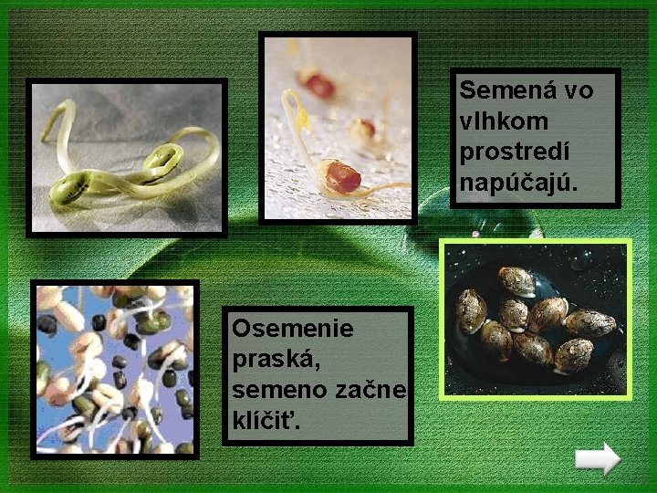 Semená vo vlhkom prostredí napúčajú. Osemenie praská, semeno začne klíčiť. 