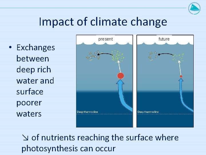 Impact of climate change present future • Exchanges between deep rich water and surface
