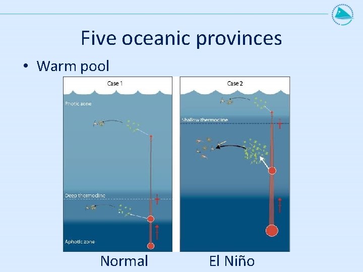 Five oceanic provinces • Warm pool Normal El Niño 