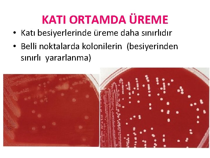 KATI ORTAMDA ÜREME • Katı besiyerlerinde üreme daha sınırlıdır • Belli noktalarda kolonilerin (besiyerinden