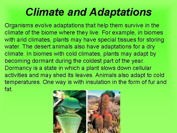 Climate and Adaptations Organisms evolve adaptations that help them survive in the climate of