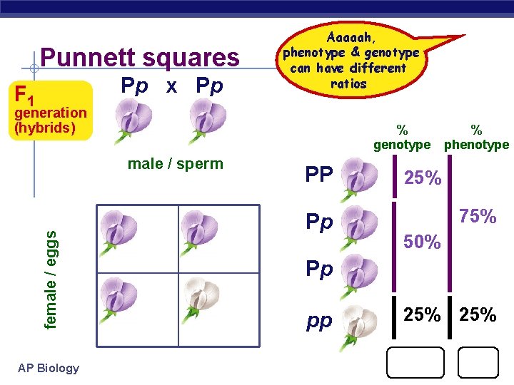 Punnett squares Pp x Pp F 1 Aaaaah, phenotype & genotype can have different