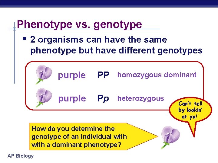 Phenotype vs. genotype § 2 organisms can have the same phenotype but have different