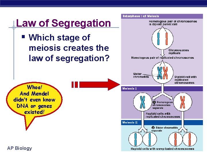 Law of Segregation § Which stage of meiosis creates the law of segregation? Whoa!