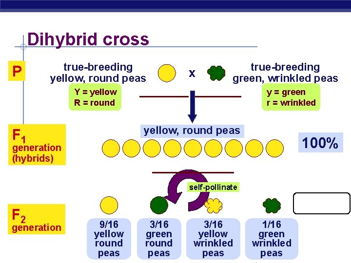 Dihybrid cross P true-breeding yellow, round peas Y = yellow R = round x
