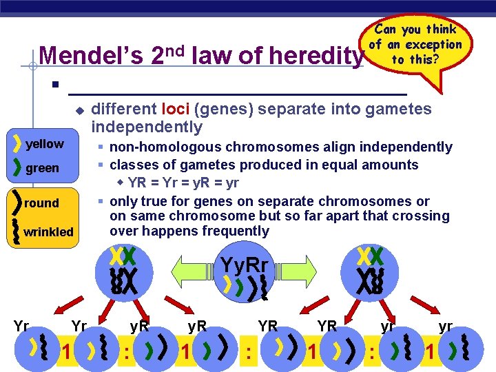 Mendel’s 2 nd law of heredity Can you think of an exception to this?